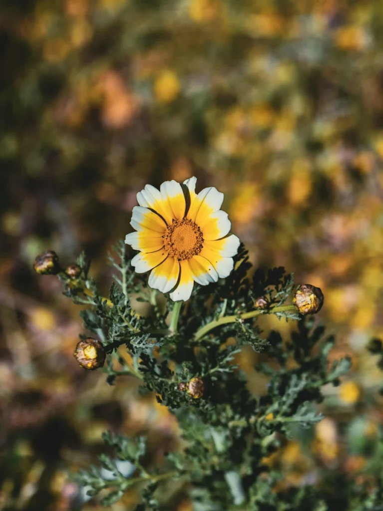 Flora and Fauna of Athens - Photo by Alexandros Giannakakis